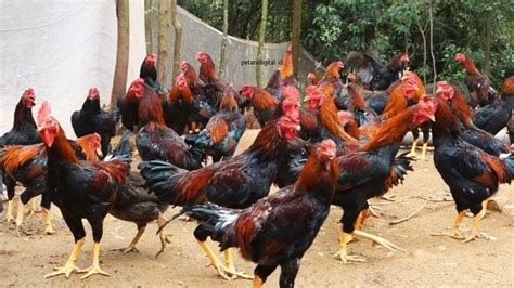 Cara Ternak Ayam Kampung Yang Baik